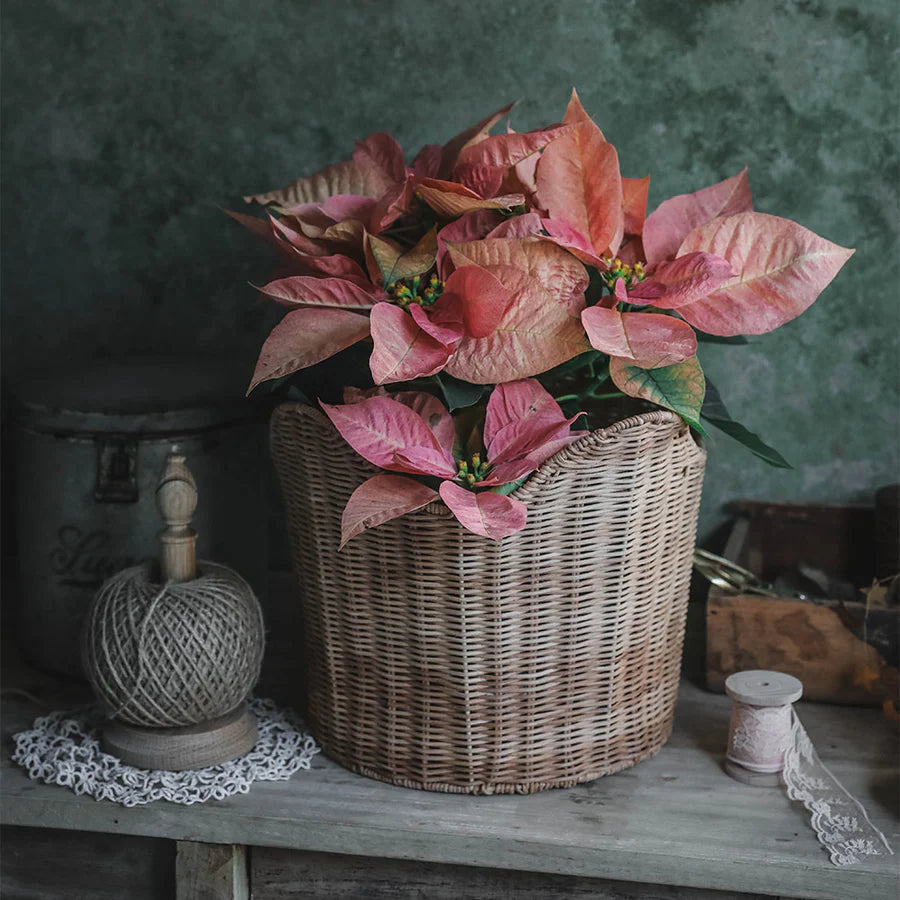 IGNITE TRADERS - Ruby Rattan Basket
